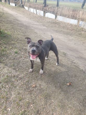 American Bulldog mix Hündin 2,5 Jahre
