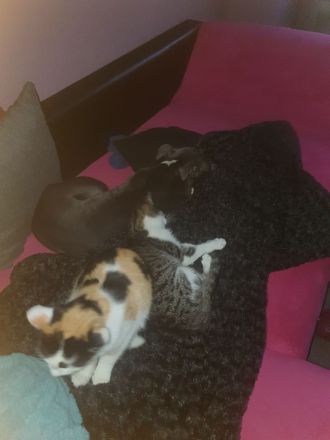 American Bulldog mix Hündin 2,5 Jahre