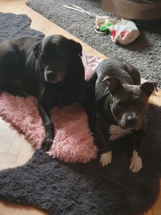 American Bulldog mix Hündin 2,5 Jahre