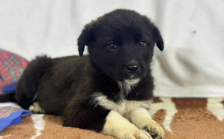 Zartes Hundemädchen Püpi