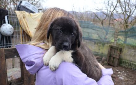 Zartes Hundemädchen Püpi