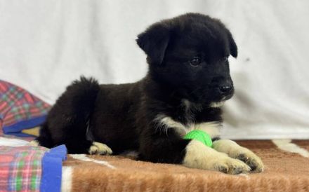 Zartes Hundemädchen Püpi