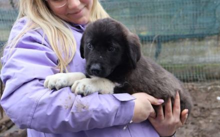 Zartes Hundemädchen Püpi