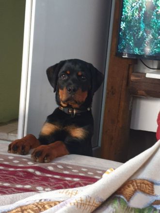 Rottweiler weiblich 1 Jahr ,ganz lieb