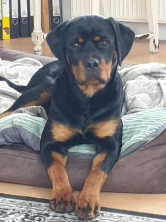 Rottweiler weiblich 1 Jahr ,ganz lieb