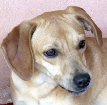 Fern 2; weiblicher Hound-X (zur Pflege in 80796 München)