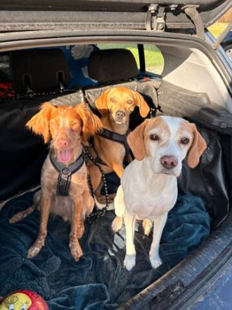 Fern 2; weiblicher Hound-X (zur Pflege in 80796 München)