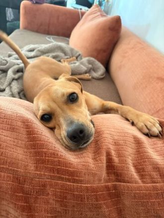 Fern 2; weiblicher Hound-X (zur Pflege in 80796 München)