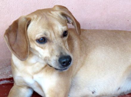 Fern 2; weiblicher Hound-X (zur Pflege in 80796 München)