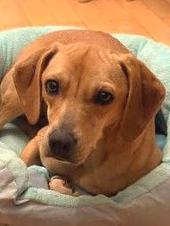 Fern 2; weiblicher Hound-X (zur Pflege in 80796 München)