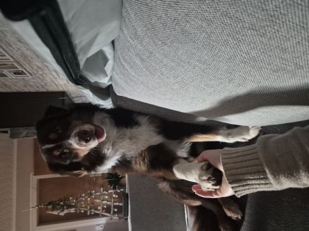 Deckrüde Australian Shepherd