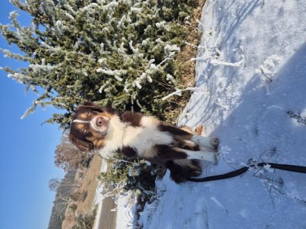 Deckrüde Australian Shepherd
