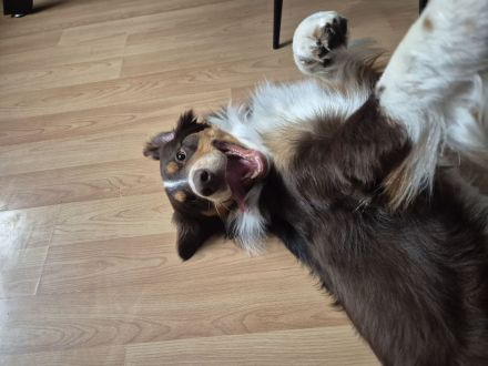 Deckrüde Australian Shepherd