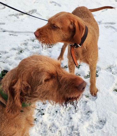 Magyar Vizsla Drahthaar Welpe