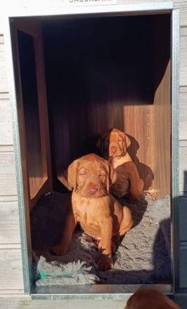 Magyar Vizsla Drahthaar Welpe