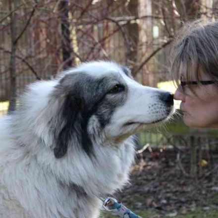 Mischa,Pyrenäenberghund-Mix-Hündin, geb. 2022, su. ein Zuhause mit viel Platz und Herz