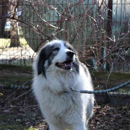 Mischa,Pyrenäenberghund-Mix-Hündin, geb. 2022, su. ein Zuhause mit viel Platz und Herz