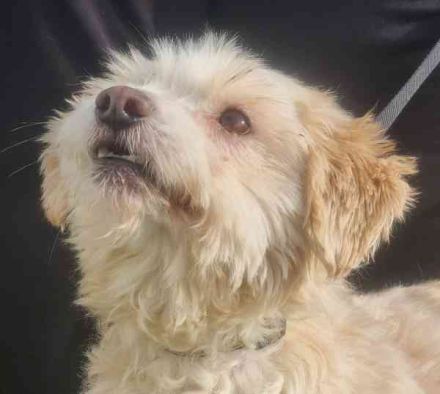 Karena, Mischlingshündin, geb. 2018, Wuschelhündin mit kleinem Handicap