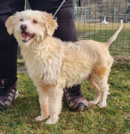 Karena, Mischlingshündin, geb. 2018, Wuschelhündin mit kleinem Handicap