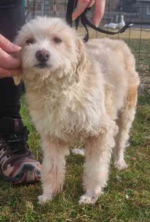 Karena, Mischlingshündin, geb. 2018, Wuschelhündin mit kleinem Handicap