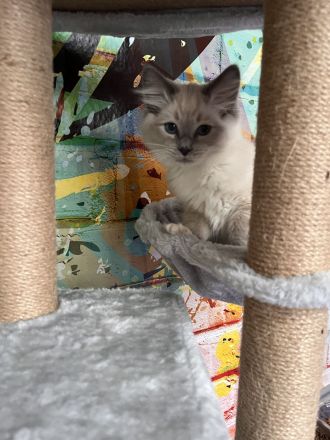 Reinrassiger Ragdoll-Kater (3 Monate) – nur in liebevolle Hände