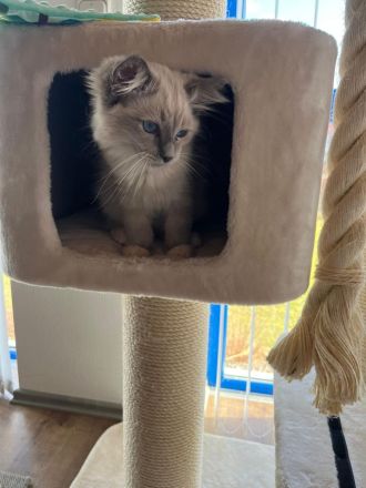 Reinrassiger Ragdoll-Kater (3 Monate) – nur in liebevolle Hände
