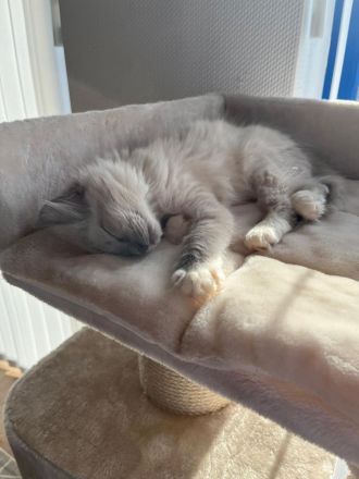 Reinrassiger Ragdoll-Kater (3 Monate) – nur in liebevolle Hände