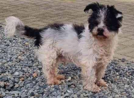 Andi, Zwergpudelmix, geb. 2015, kleiner, blinder Wuschelsenior