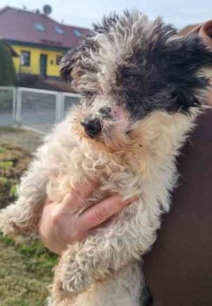 Andi, Zwergpudelmix, geb. 2015, kleiner, blinder Wuschelsenior