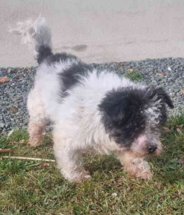 Andi, Zwergpudelmix, geb. 2015, kleiner, blinder Wuschelsenior