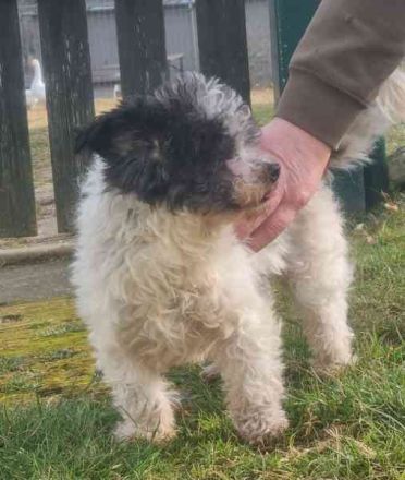 Andi, Zwergpudelmix, geb. 2015, kleiner, blinder Wuschelsenior