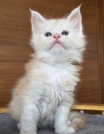 Maine Coon Kater Black Smoke XXL, WCF-Stammbaum, Gen- u Gesundheits-Tests, sozialisiert, kastriert