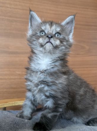 Maine Coon Kater Black Smoke XXL, WCF-Stammbaum, Gen- u Gesundheits-Tests, sozialisiert, kastriert