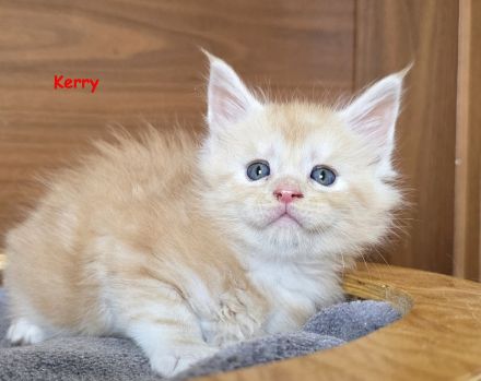 Maine Coon Kater Black Smoke XXL, WCF-Stammbaum, Gen- u Gesundheits-Tests, sozialisiert, kastriert