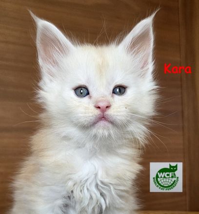 Maine Coon Kater Black Smoke XXL, WCF-Stammbaum, Gen- u Gesundheits-Tests, sozialisiert, kastriert