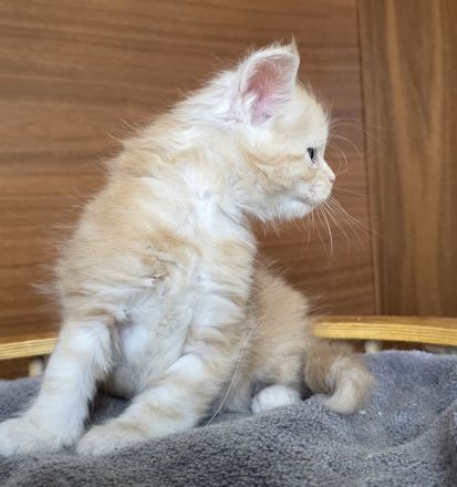 Maine Coon Kater Black Smoke XXL, WCF-Stammbaum, Gen- u Gesundheits-Tests, sozialisiert, kastriert