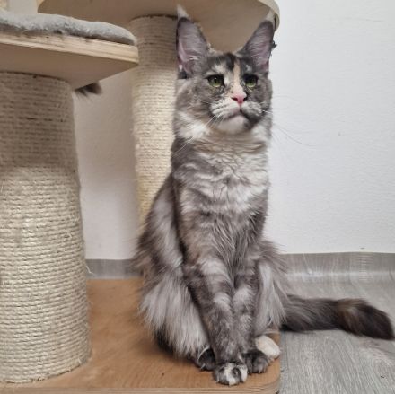 Maine Coon Kater Black Smoke XXL, WCF-Stammbaum, Gen- u Gesundheits-Tests, sozialisiert, kastriert