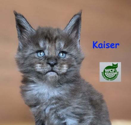 Maine Coon Kater Black Smoke XXL, WCF-Stammbaum, Gen- u Gesundheits-Tests, sozialisiert, kastriert