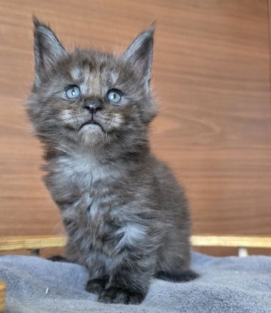 Maine Coon Kater Black Smoke XXL, WCF-Stammbaum, Gen- u Gesundheits-Tests, sozialisiert, kastriert