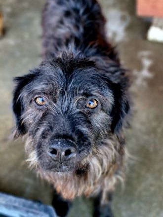 Marvin, ruhig, gelassen, 7 Jahre, möchte geliebt werden und ankommen dürfen