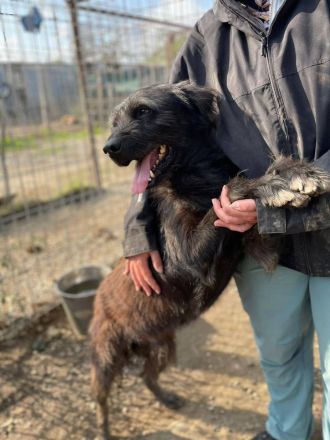 Marvin, ruhig, gelassen, 7 Jahre, möchte geliebt werden und ankommen dürfen