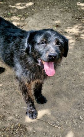 Marvin, ruhig, gelassen, 7 Jahre, möchte geliebt werden und ankommen dürfen