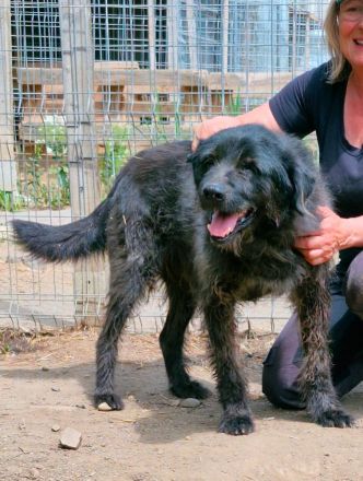 Marvin, ruhig, gelassen, 7 Jahre, möchte geliebt werden und ankommen dürfen