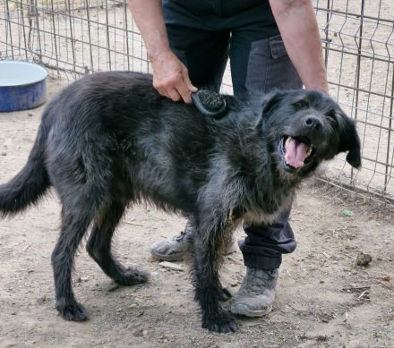 Marvin, ruhig, gelassen, 7 Jahre, möchte geliebt werden und ankommen dürfen
