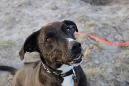 Bonny, Ridgeback-Border Collie-Mix,geb. 2018, freundlich und gut erzogen