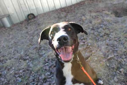 Bonny, Ridgeback-Border Collie-Mix,geb. 2018, freundlich und gut erzogen