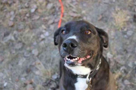 Bonny, Ridgeback-Border Collie-Mix,geb. 2018, freundlich und gut erzogen