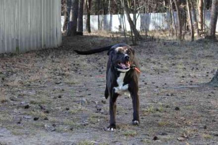Bonny, Ridgeback-Border Collie-Mix,geb. 2018, freundlich und gut erzogen