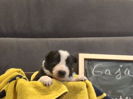 Border Collie Welpen