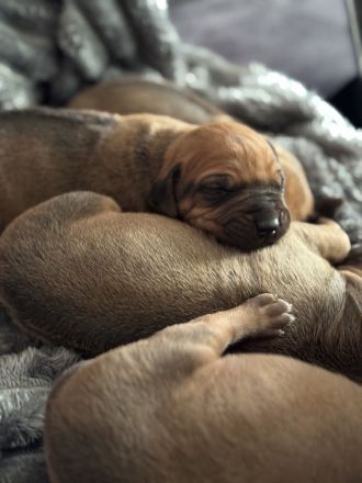 Rhodesian Ridgeback Welpen – reinrassig, 01.03. geboren, 5 Hündinnen & 4 Rüden
